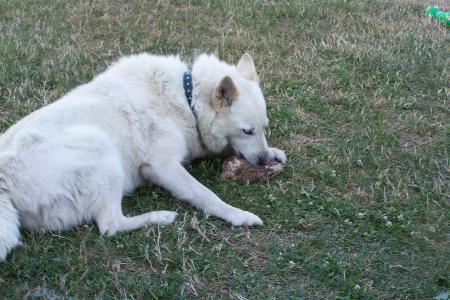  neige le chien de carole